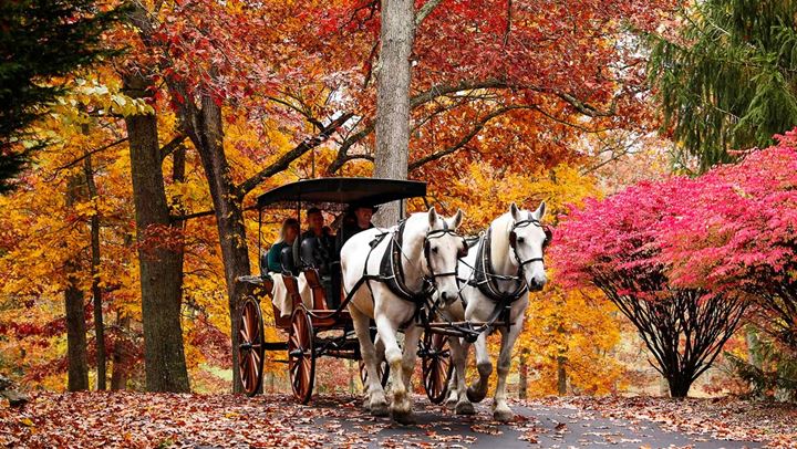 Carriage ride