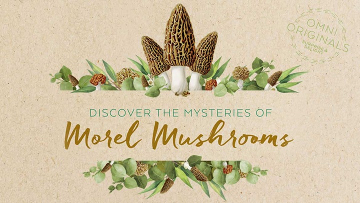 Discover the Mysteries of Morel Mushrooms