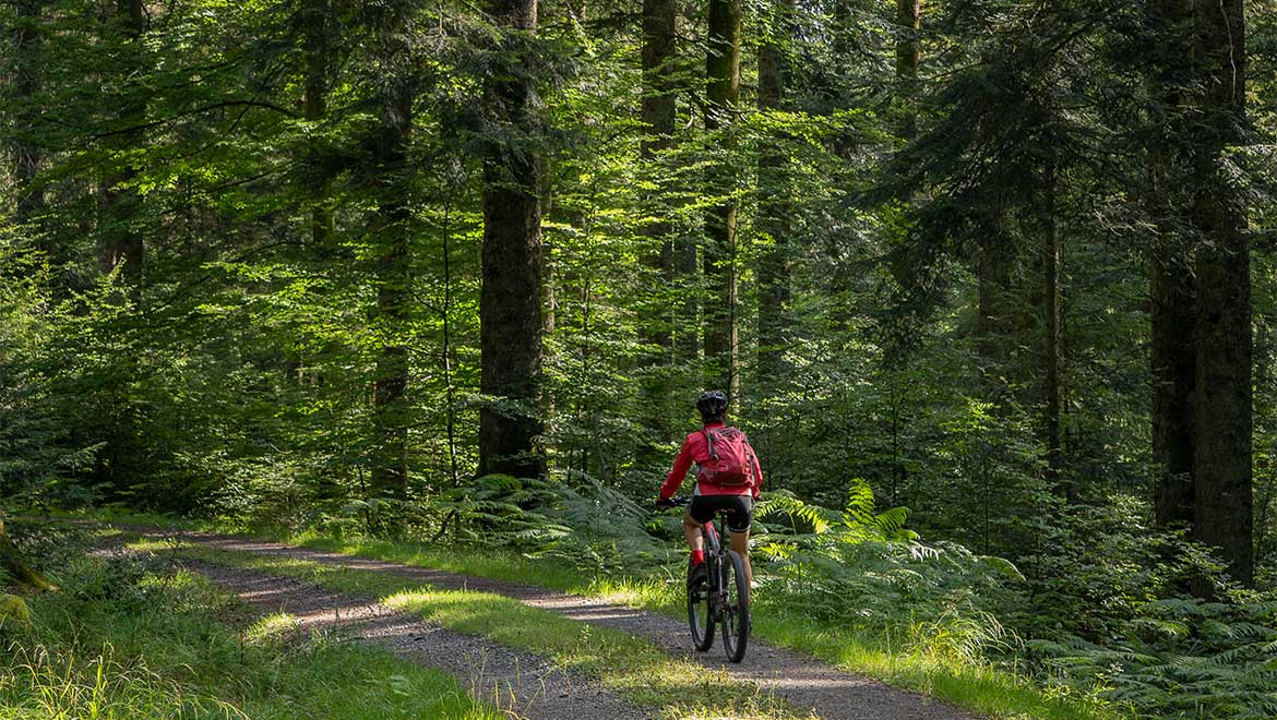 biking through the woods