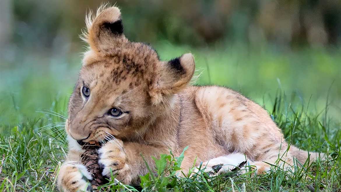 Cub playing in grass