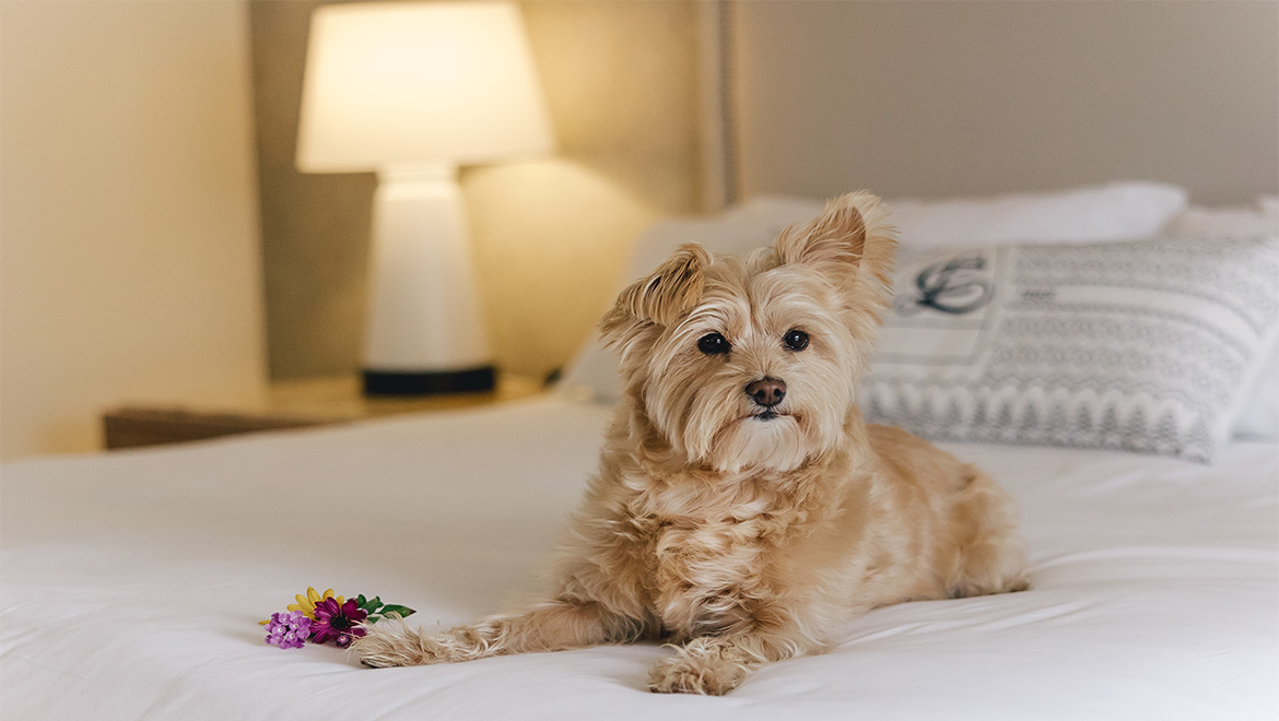 dog on bed