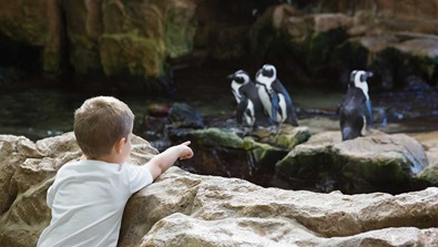 Roger Williams Zoo Package