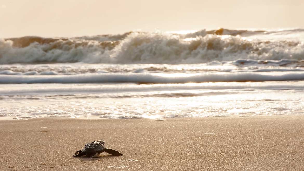 Omni Signature Experience - Sea Turtle Hatchling