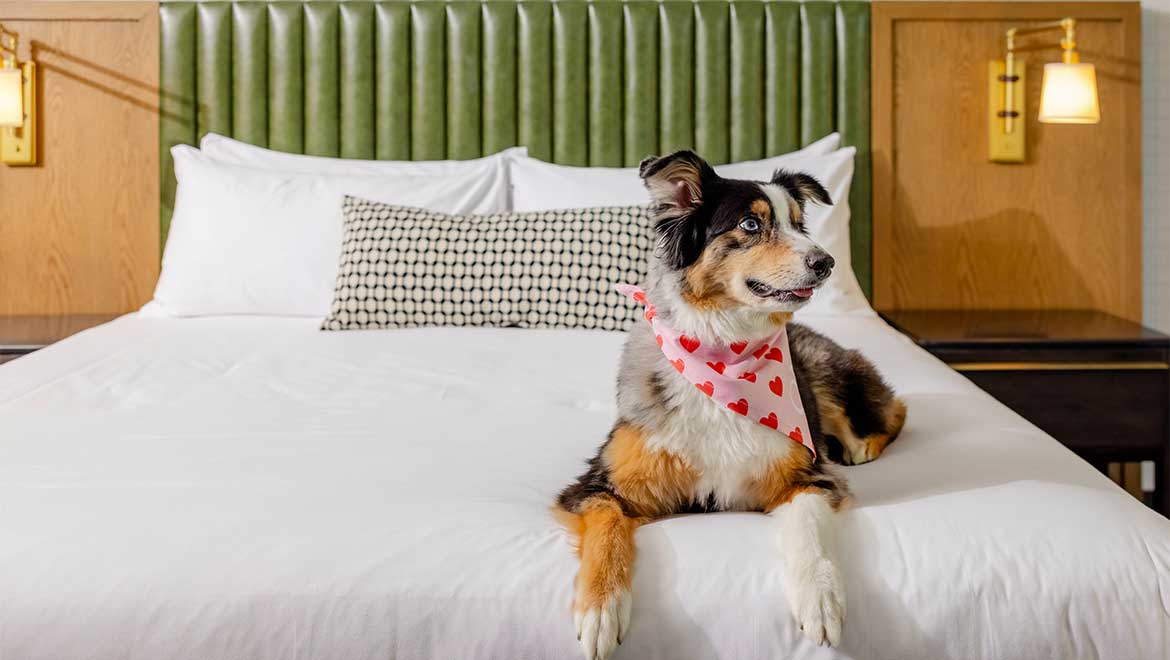 Dog laying on bed
