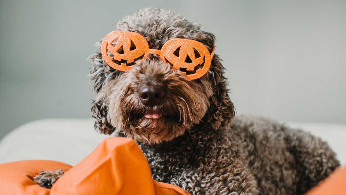 Cute dog with pumpkin glasses on
