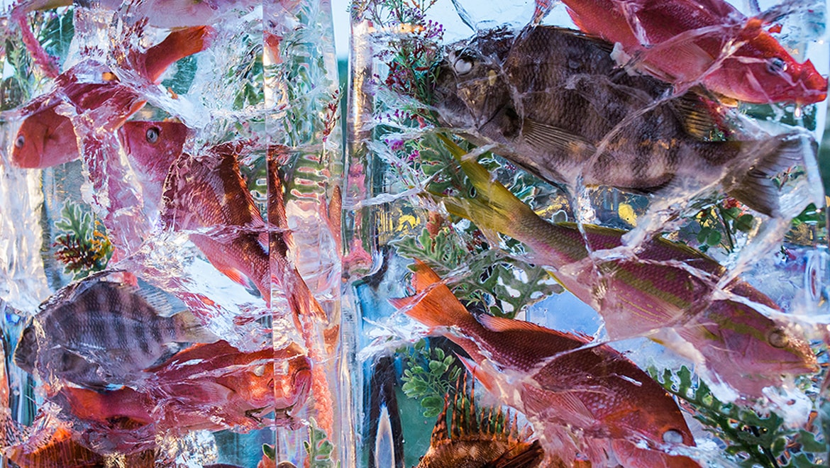 Fish to Fork Ice Block