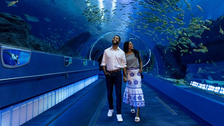 Couple viewing aquarium