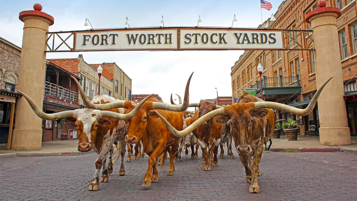 Cattle Drive in Fort Worth Stock Yards