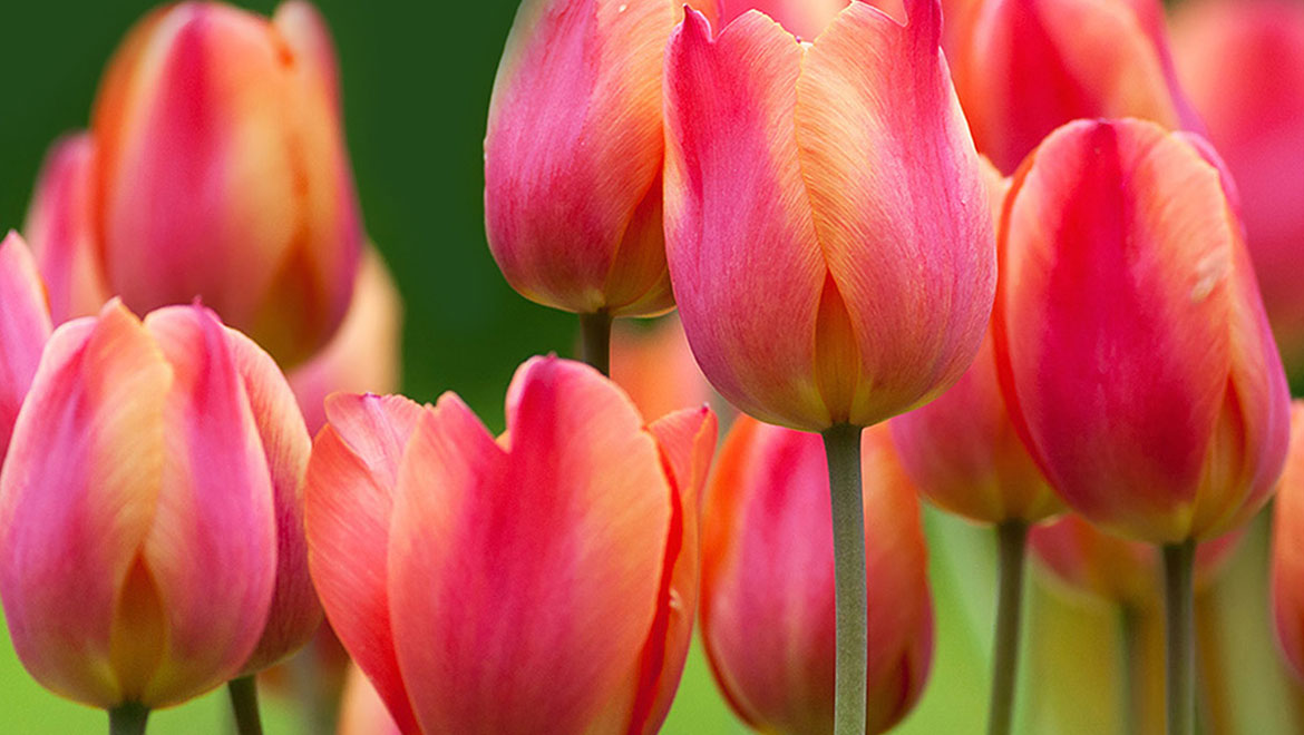 easter tulips