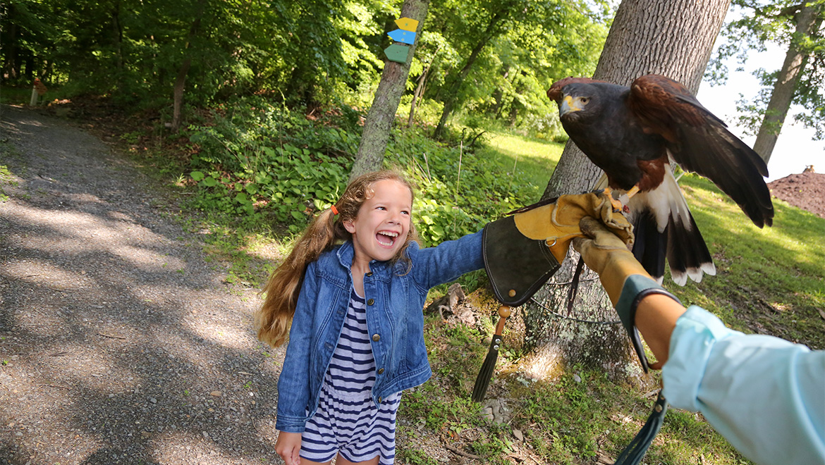 falconry