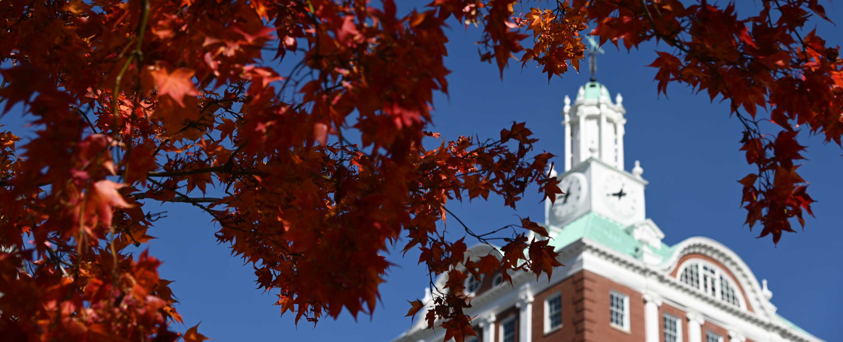 Fall leaves.