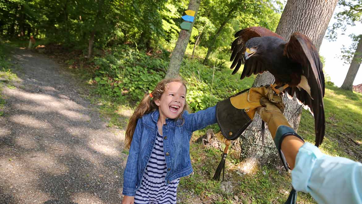 girl holding at falcon at Omni Homestead Resort Falconry 
