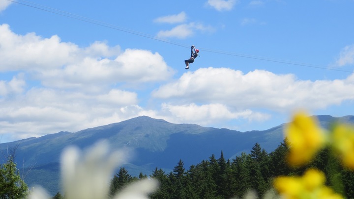 Canopy Tour in the Summer
