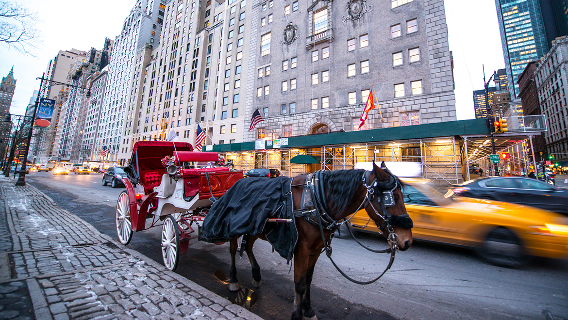 A horse Drawn Carriage at central park