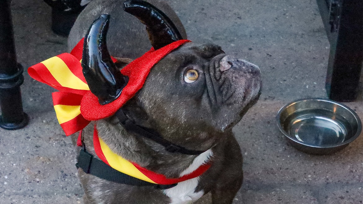 yappy hour dog