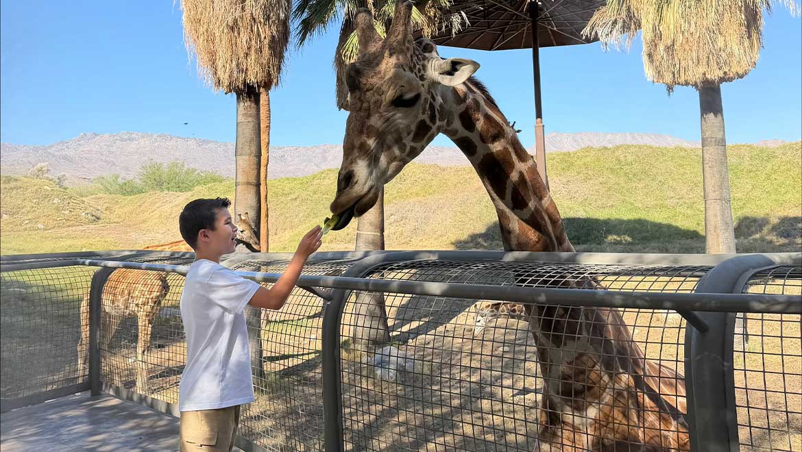kid feeding a giraffe
