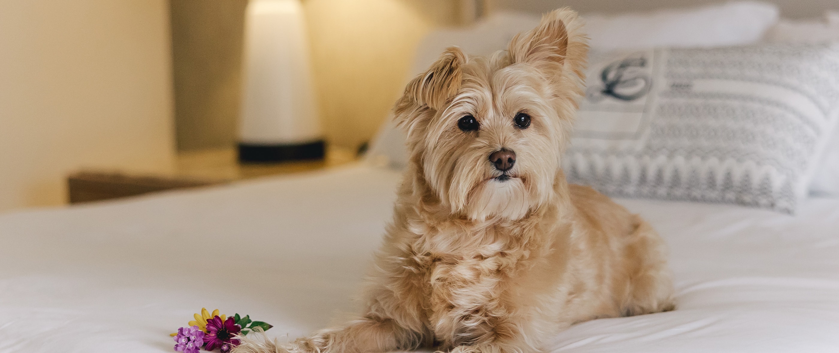 dog days puppy on bed