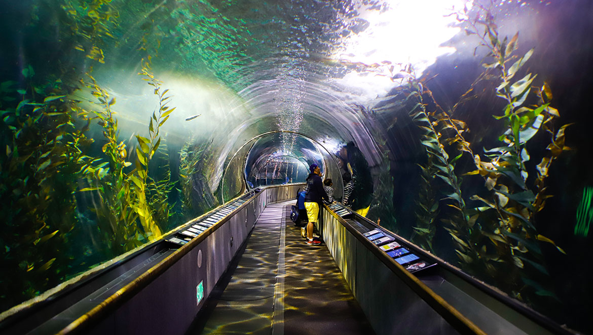 Aquarium of the Bay - Omni San Francisco