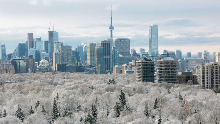 Trees with ice and cityscape.