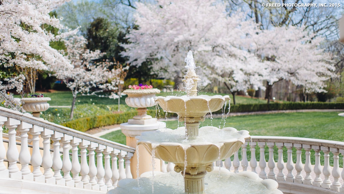 Cherry blossoms next to fountain at Omni Shoreham Hotel