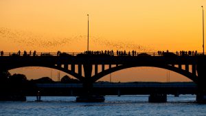 congress street bridge bats flying