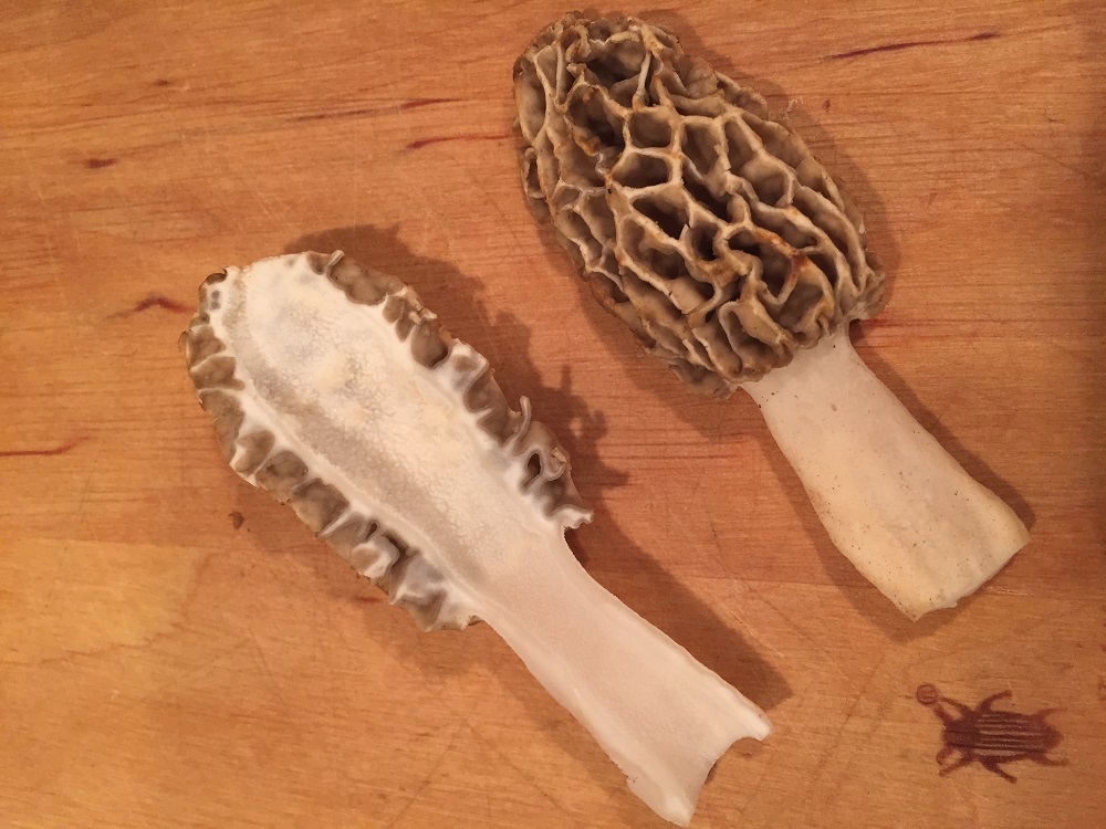 morel mushroom cut in half