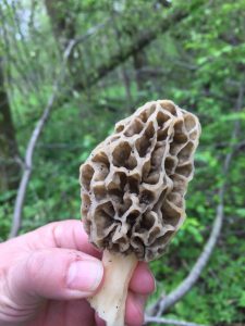 person holding up a morel