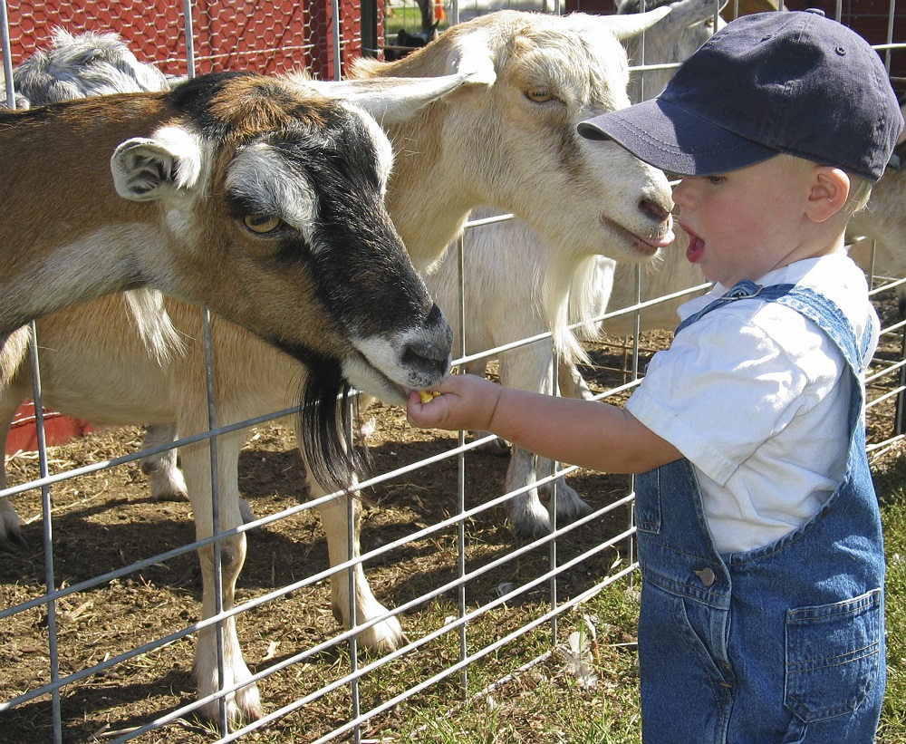 young boy feeding goats