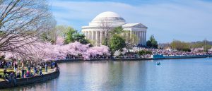The Jefferson Memorial and Tidal Basin with cherry blossoms in full bloom.