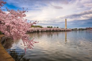 Washington DC, USA in spring season.